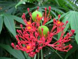 Jatropha multifida. Соцветие с развивающимися плодами. Австралия, г. Брисбен, парк Университета Квинсленда. 24.12.2015.