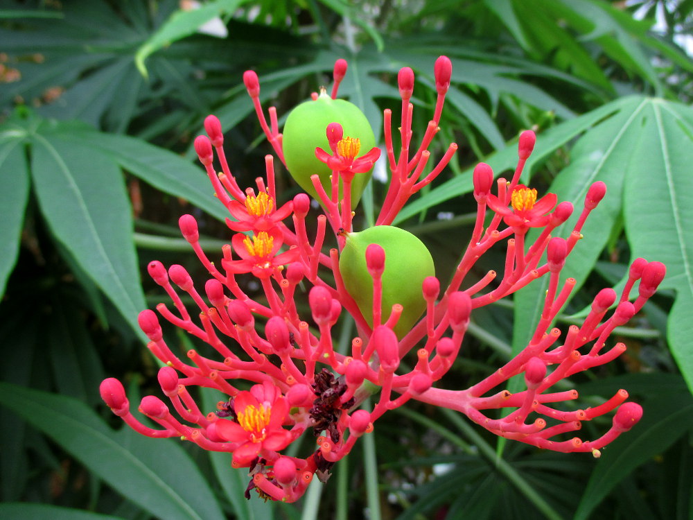 Image of Jatropha multifida specimen.