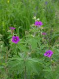 Geranium sylvaticum