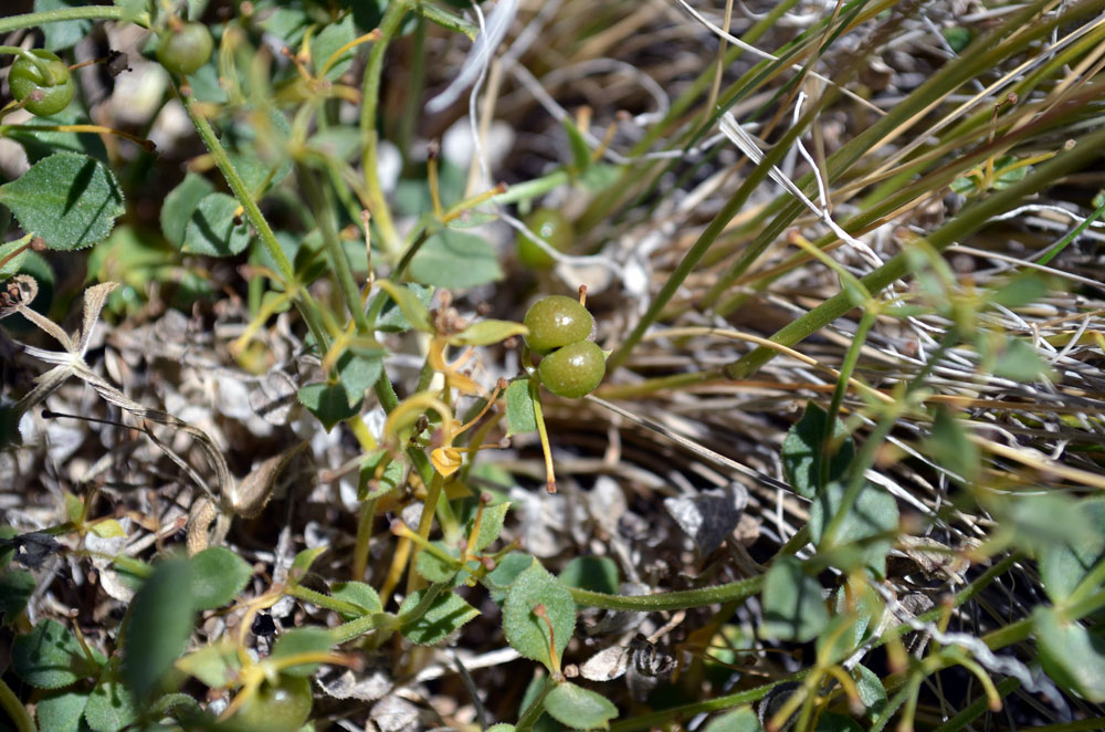 Image of Rubia tibetica specimen.