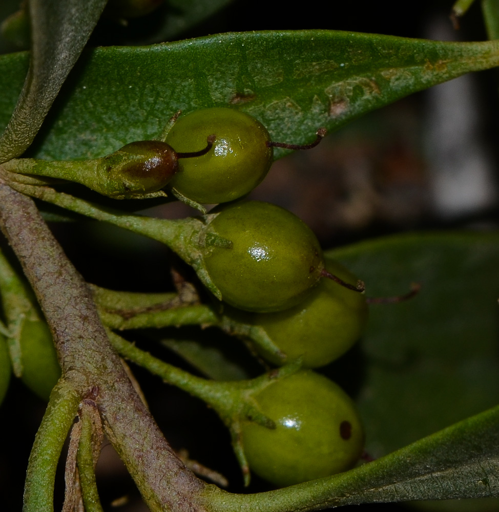 Изображение особи Myoporum boninense.