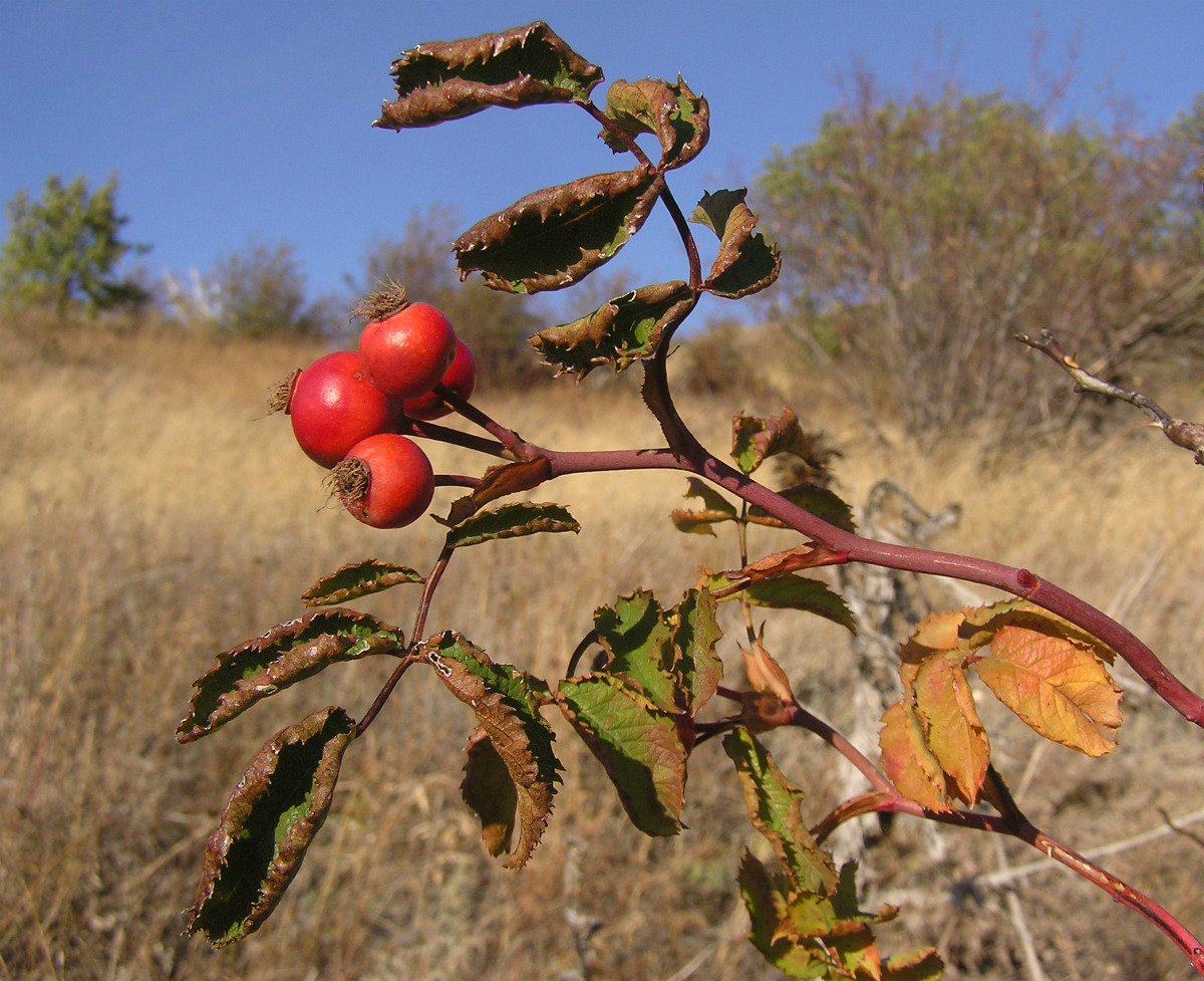 Image of genus Rosa specimen.