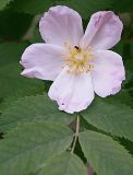 Rosa acicularis. Цветок (var. carelica). Санкт-Петербург. 02.06.2008.