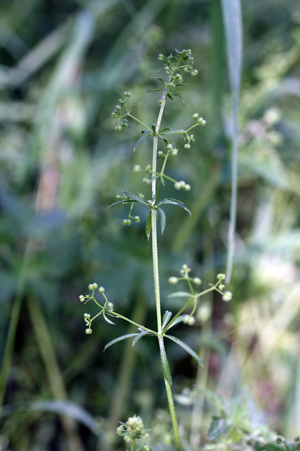 Изображение особи Galium aparine.