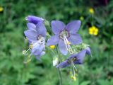 Polemonium caeruleum. Соцветие. Якутия (Саха), Алданский р-н, северная окраина Алдана. 21.06.2012.