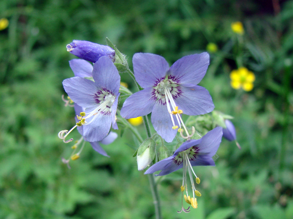 Image of Polemonium caeruleum specimen.