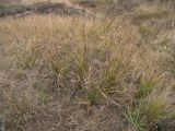 Carex подвид dichroa