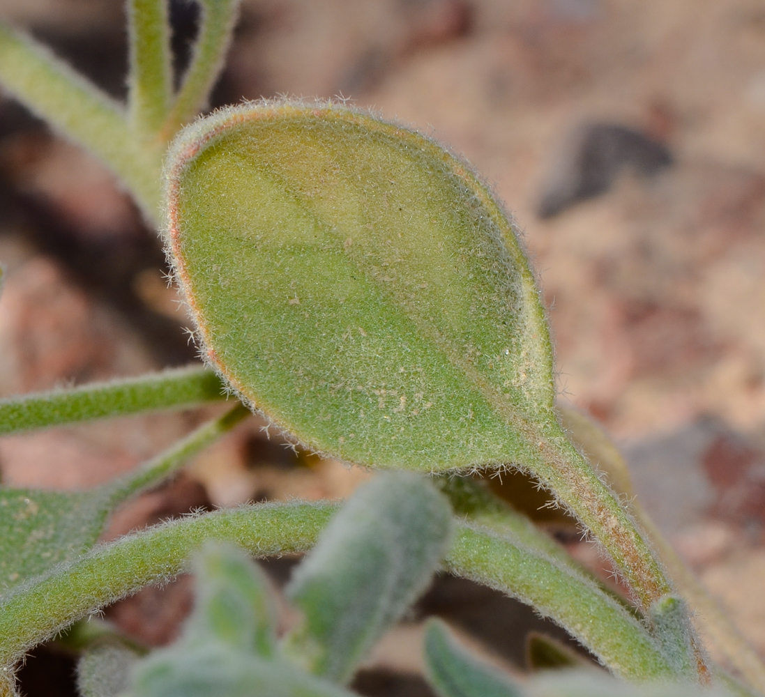 Image of Morettia parviflora specimen.