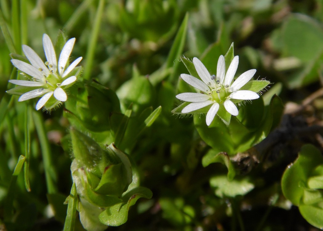 Image of Stellaria neglecta specimen.