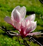 Magnolia &times; soulangeana