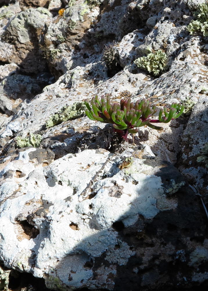 Image of Mesembryanthemum nodiflorum specimen.