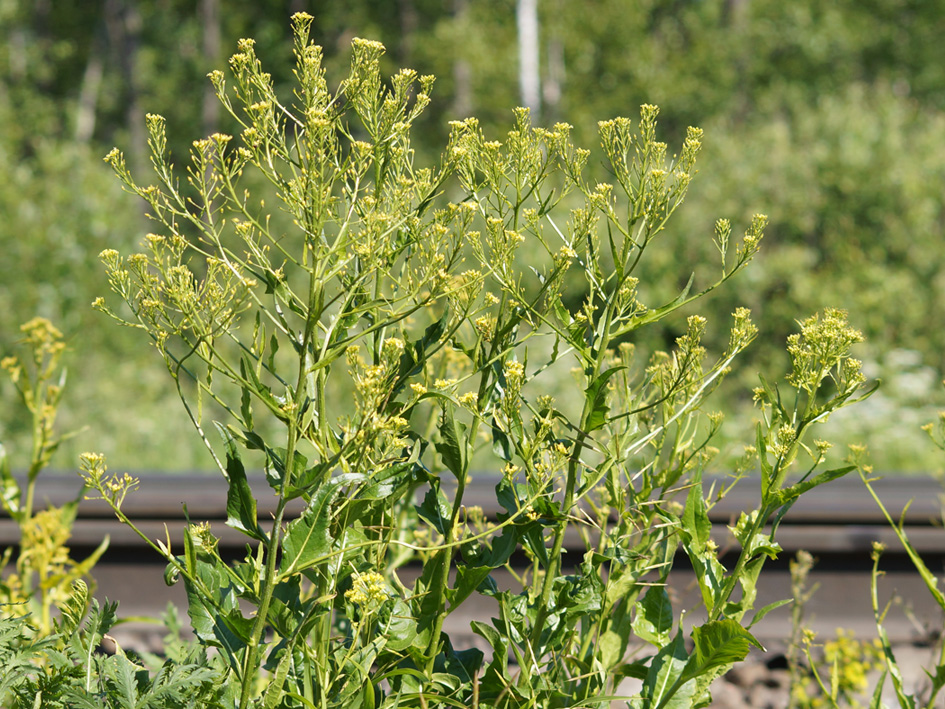 Image of Bunias orientalis specimen.