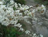 Spiraea prunifolia