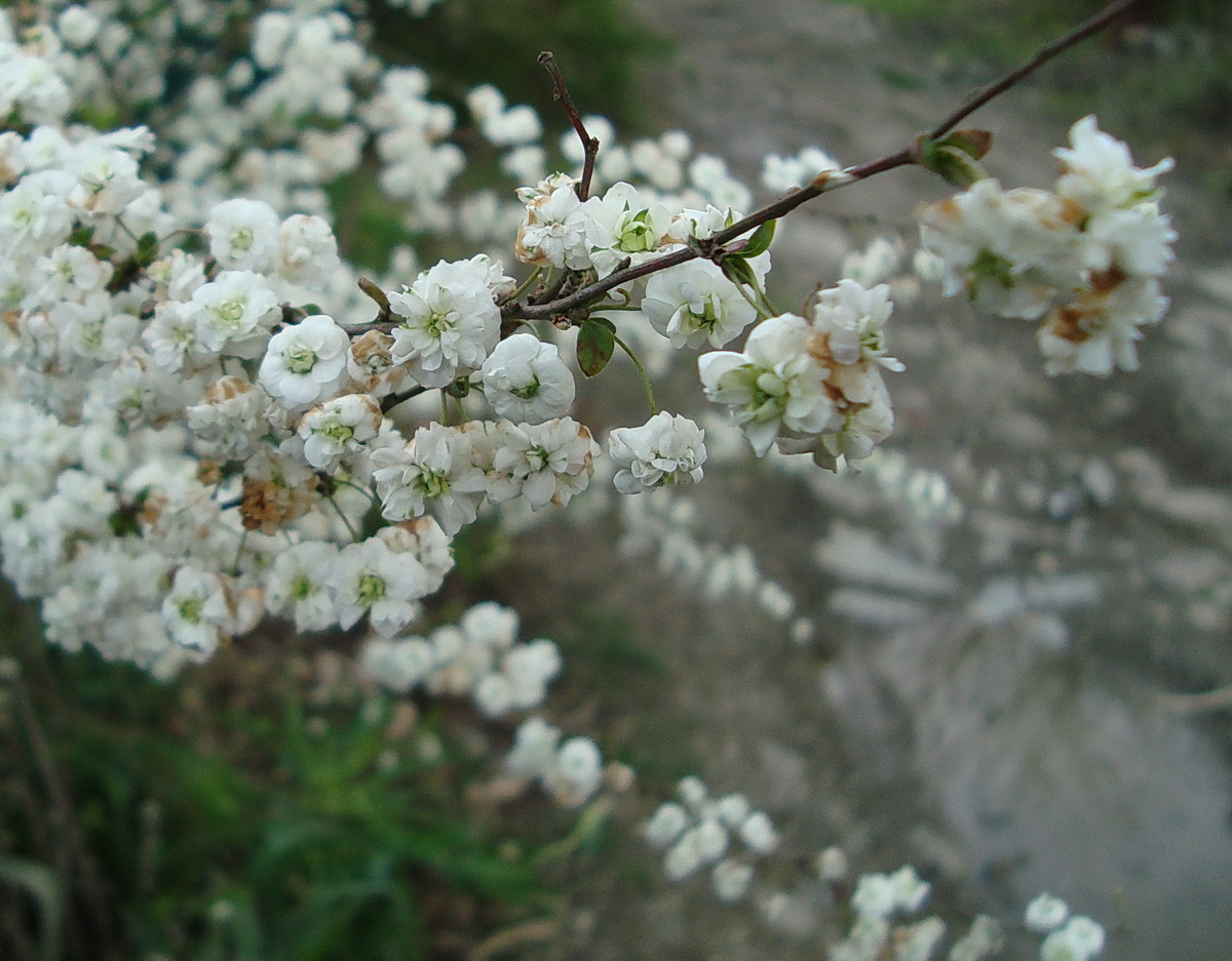 Image of Spiraea prunifolia specimen.