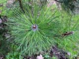 Pinus nigra