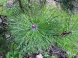 Pinus nigra. Верхушка веточки. Беларусь, г. Минск, Лошицкий парк, в культуре. 17.04.2016.