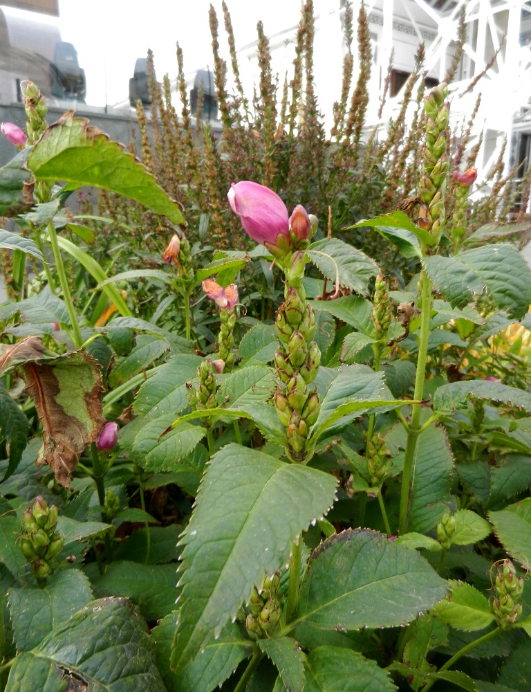 Изображение особи Chelone obliqua.