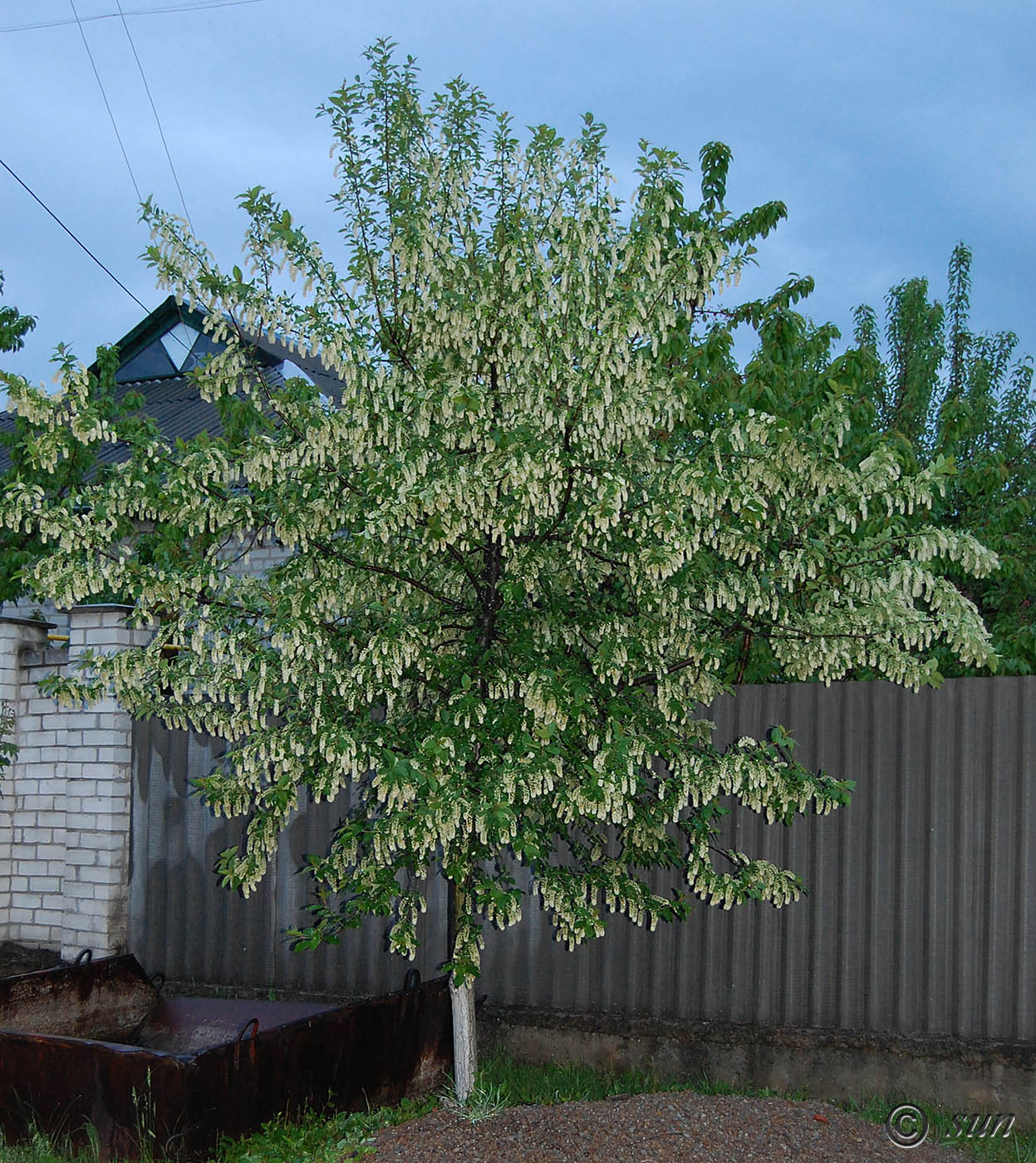 Image of Padus virginiana specimen.