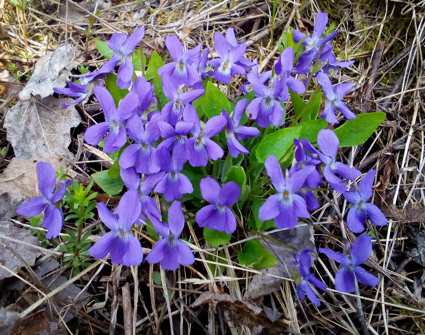 Image of Viola hirta specimen.