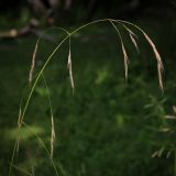 Festuca gigantea