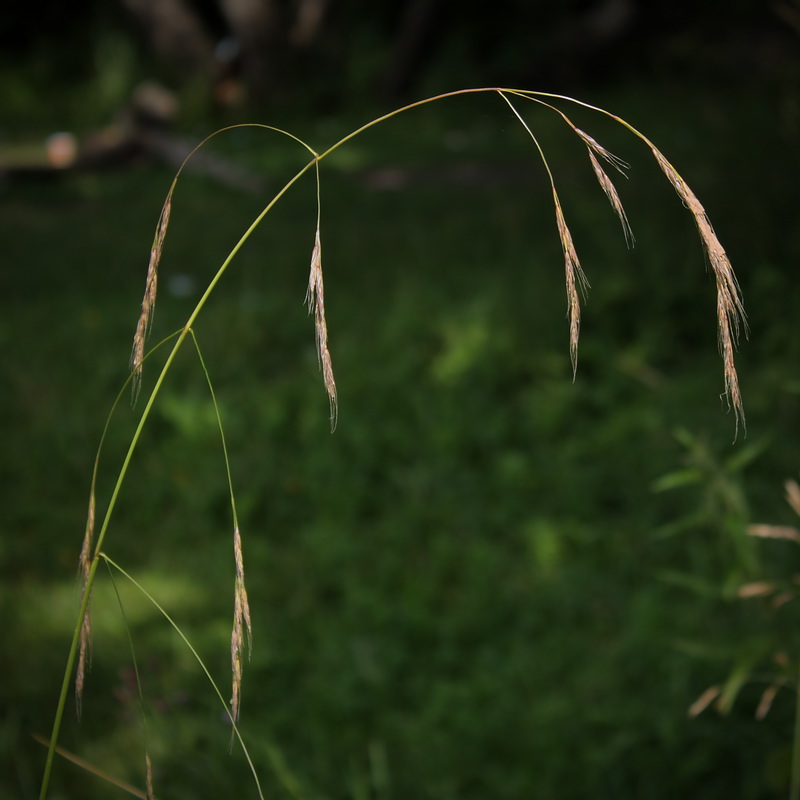 Image of Festuca gigantea specimen.