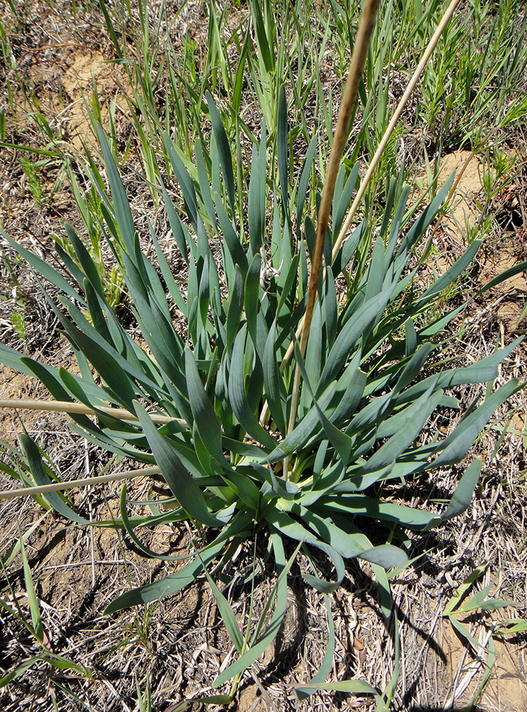 Изображение особи Allium senescens.