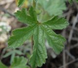 Malva setigera