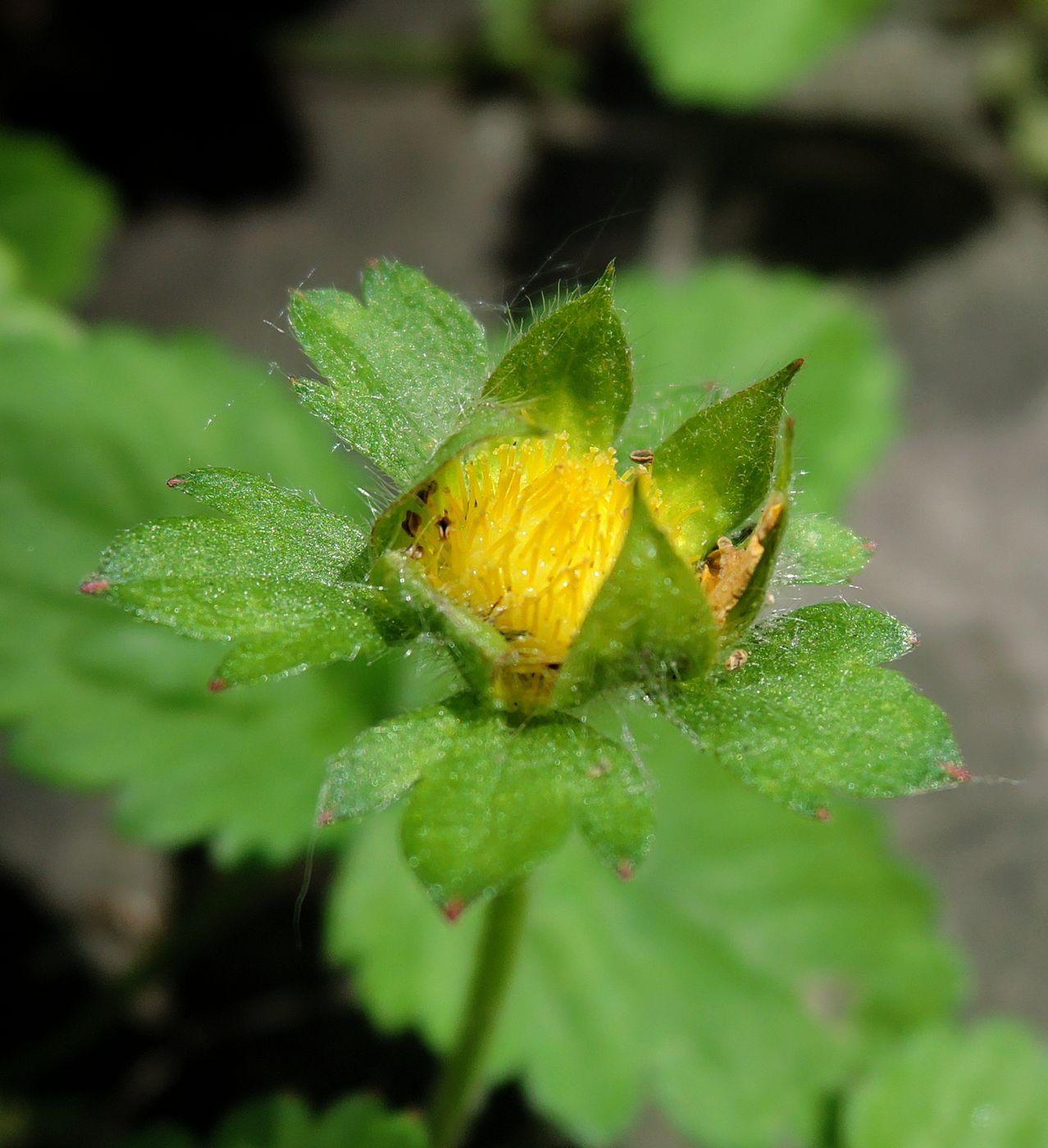 Image of Duchesnea indica specimen.