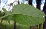 Lapsana intermedia