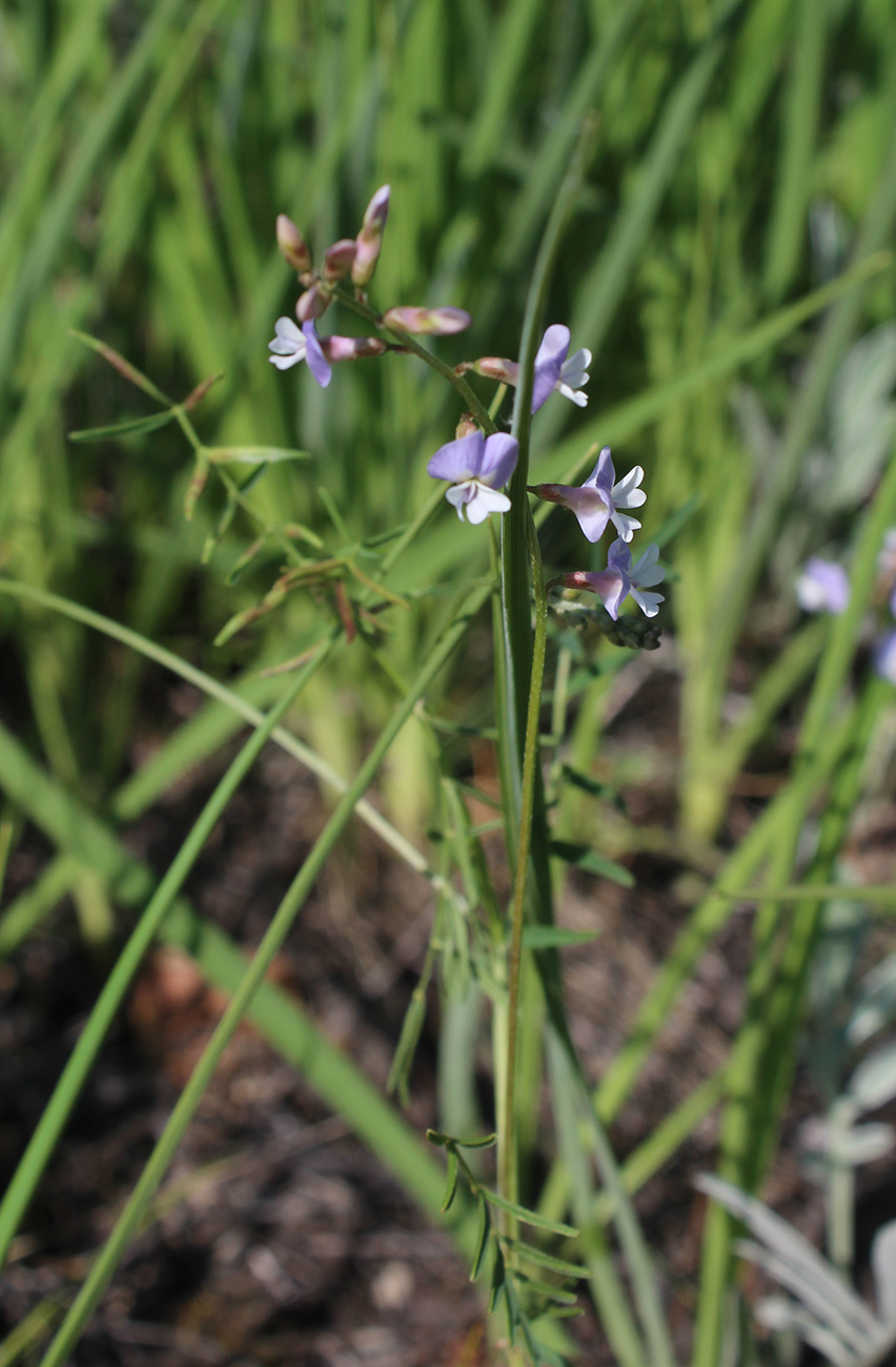 Изображение особи Astragalus austriacus.