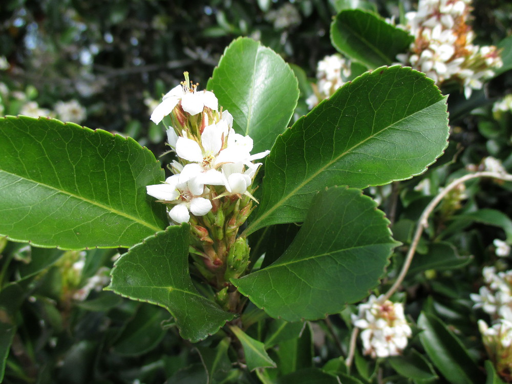 Изображение особи Rhaphiolepis indica.