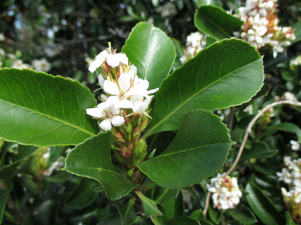 Изображение особи Rhaphiolepis indica.