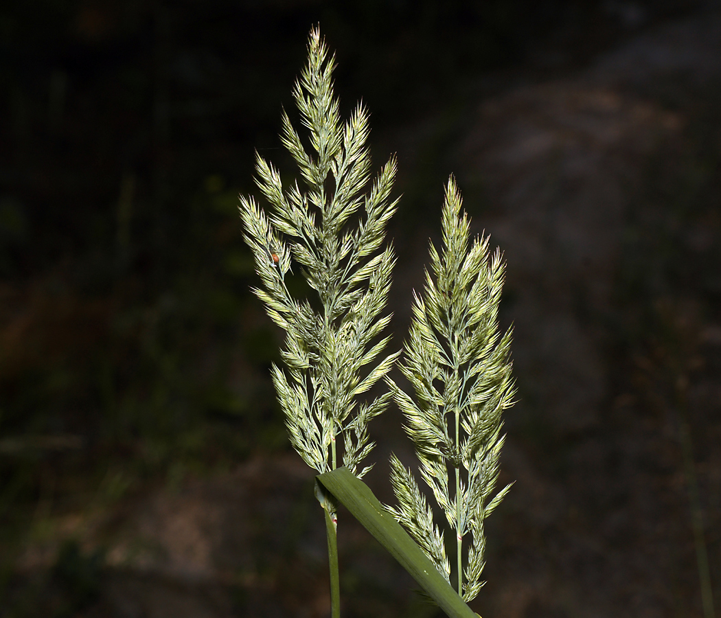 Изображение особи Calamagrostis epigeios.