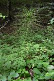 Equisetum telmateia