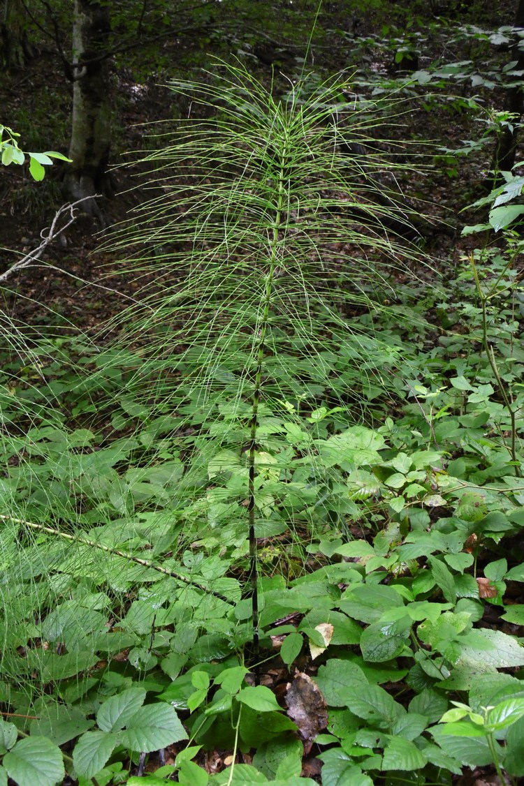 Изображение особи Equisetum telmateia.