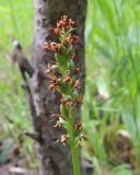 Pseudorchis albida. Верхушка цветоноса с созревающими плодами. Коми, Печора, смешанный лес на окраине Печоры. 13.07.2016.