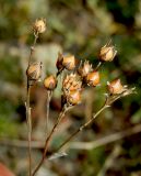 Linum corymbulosum