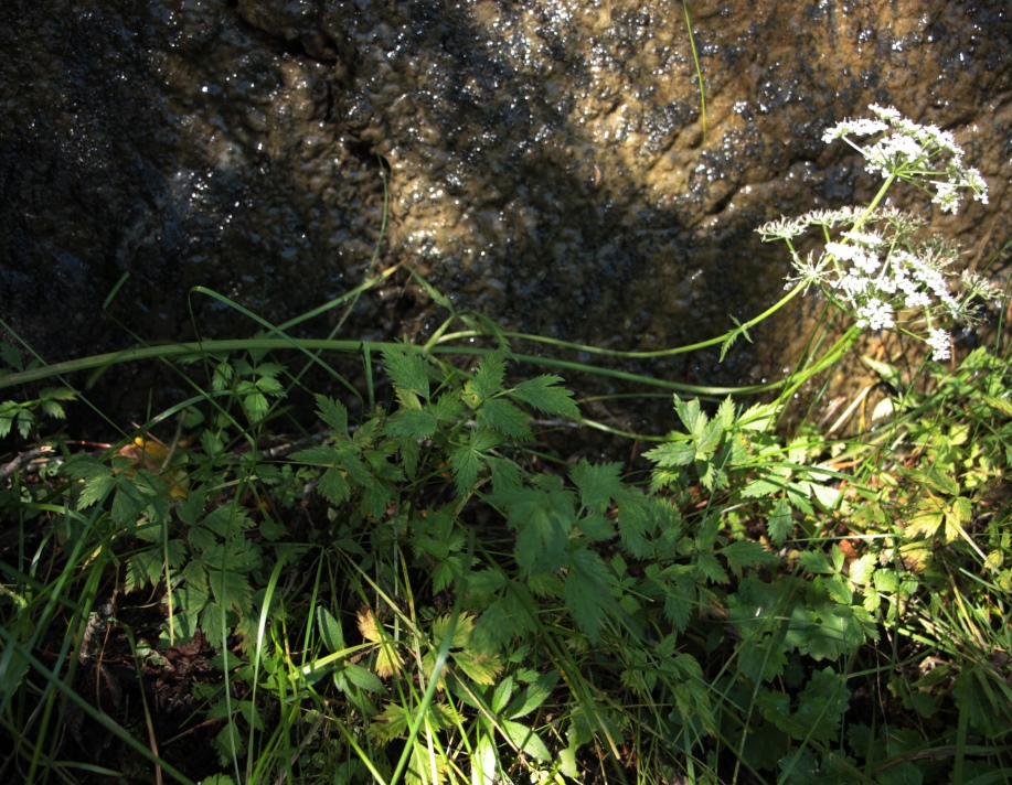 Image of Aegopodium alpestre specimen.