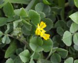 род Medicago