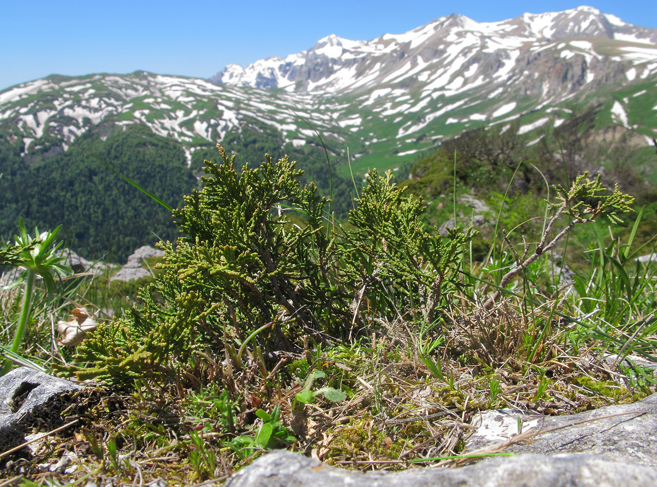 Изображение особи Juniperus sabina.