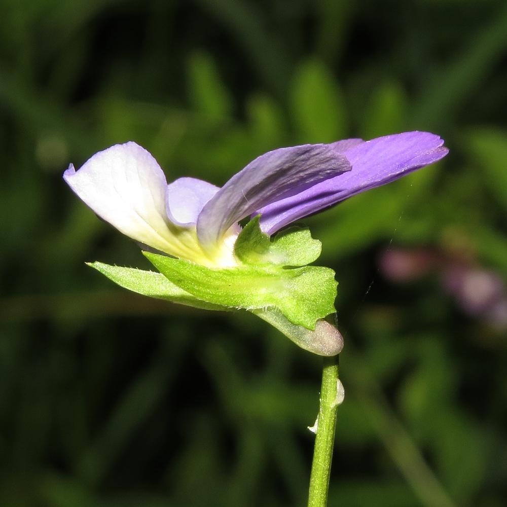 Изображение особи Viola tricolor.