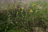 Crepis rhoeadifolia