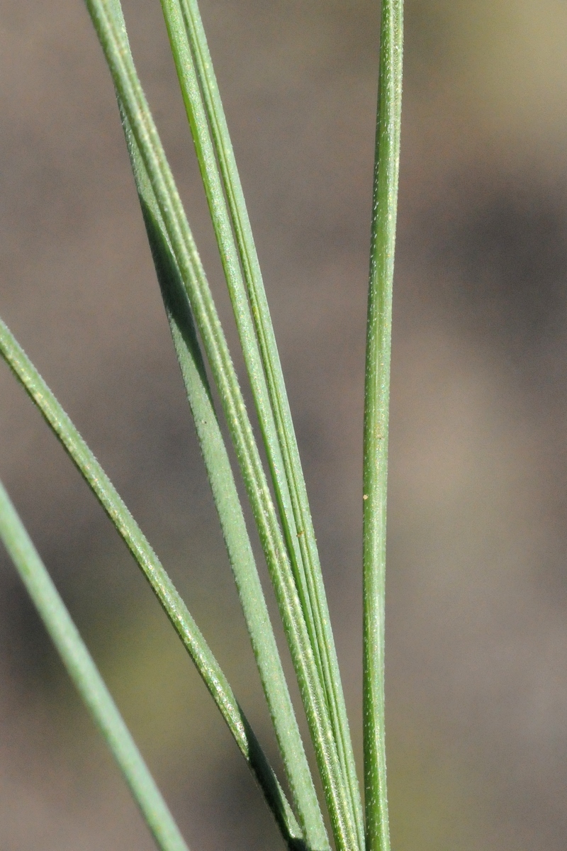 Изображение особи род Stipa.