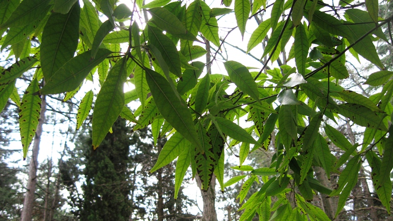 Image of Quercus myrsinaefolia specimen.
