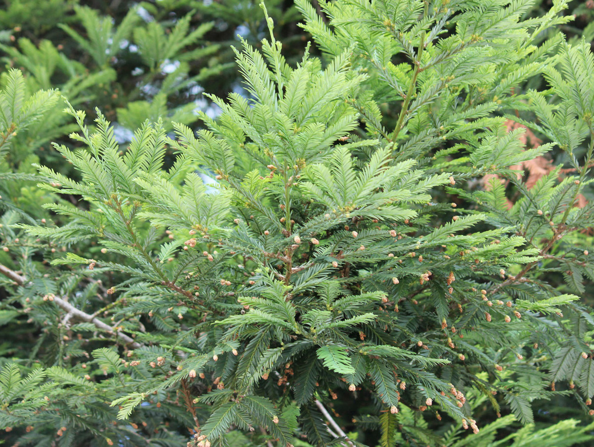 Image of Sequoia sempervirens specimen.