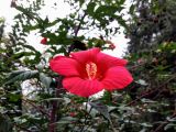 Hibiscus coccineus. Часть побега с цветком. Крым, пос. Партенит, в культуре. 15.10.2016.