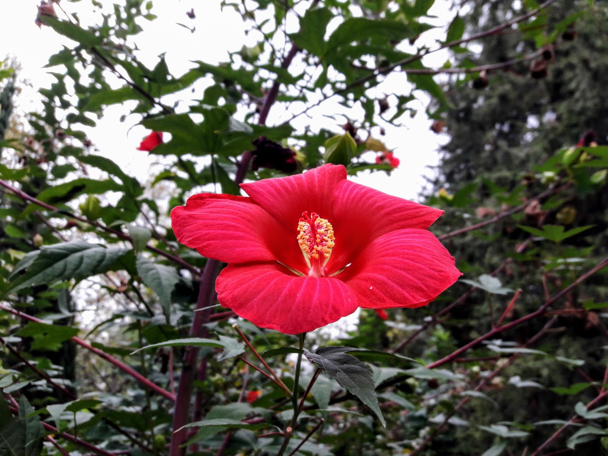 Изображение особи Hibiscus coccineus.