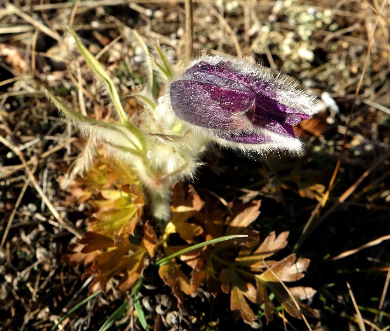 Изображение особи Pulsatilla taurica.