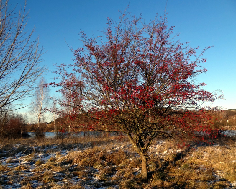 Image of Crataegus monogyna specimen.