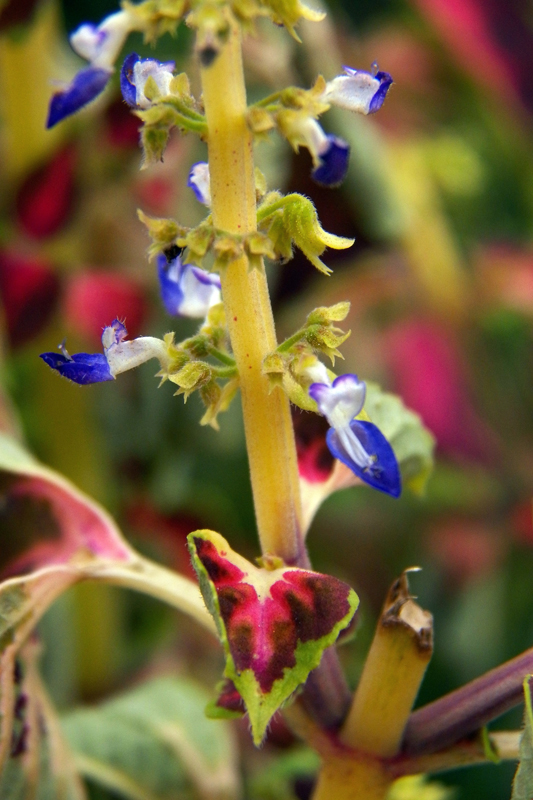 Изображение особи Coleus scutellarioides.